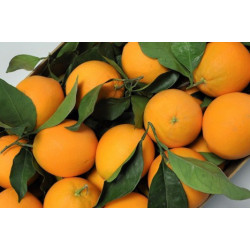 ORANGE NAVELINA BIO 3/4