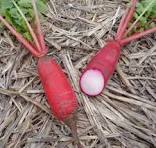 RADIS LONG ROSE DE CHINE